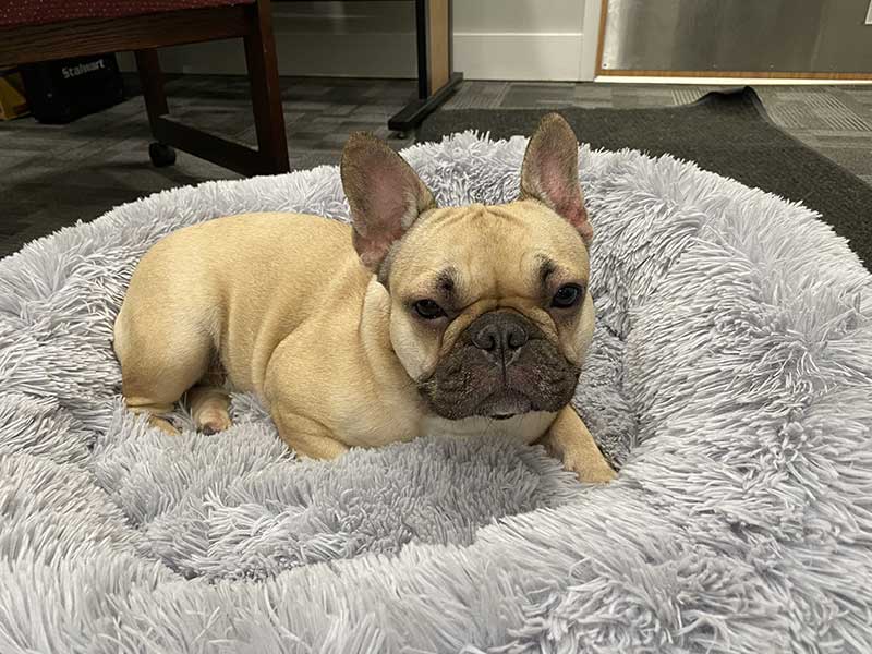 French Bulldog