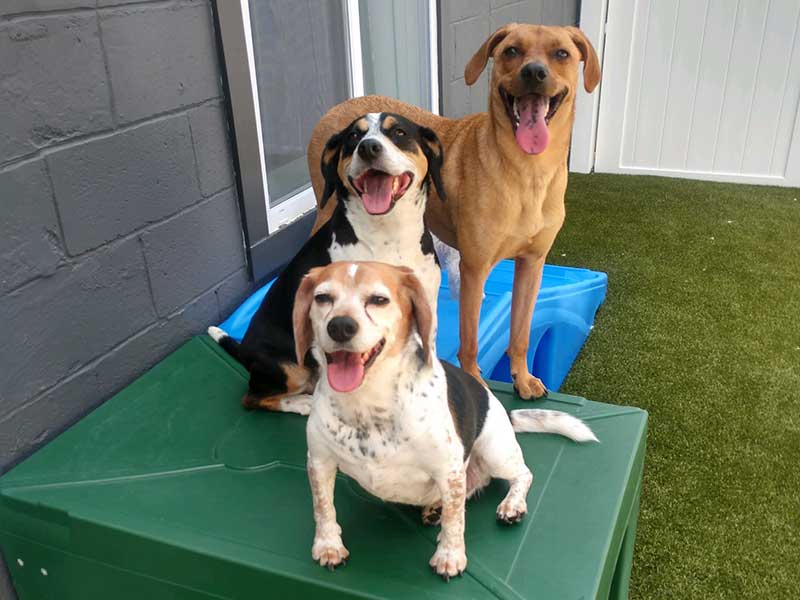 Trio of smiling dogs