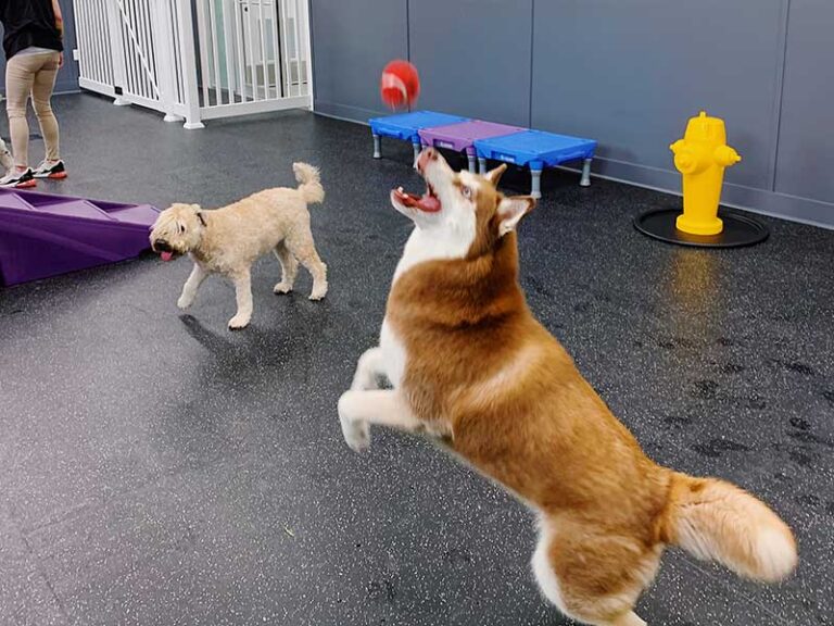 Dog Daycare Rates in Stamford, CT Room for Paws Pet Resort