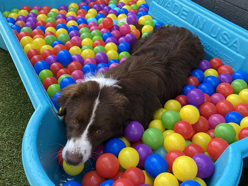 Dog playing in pool of plastic balls