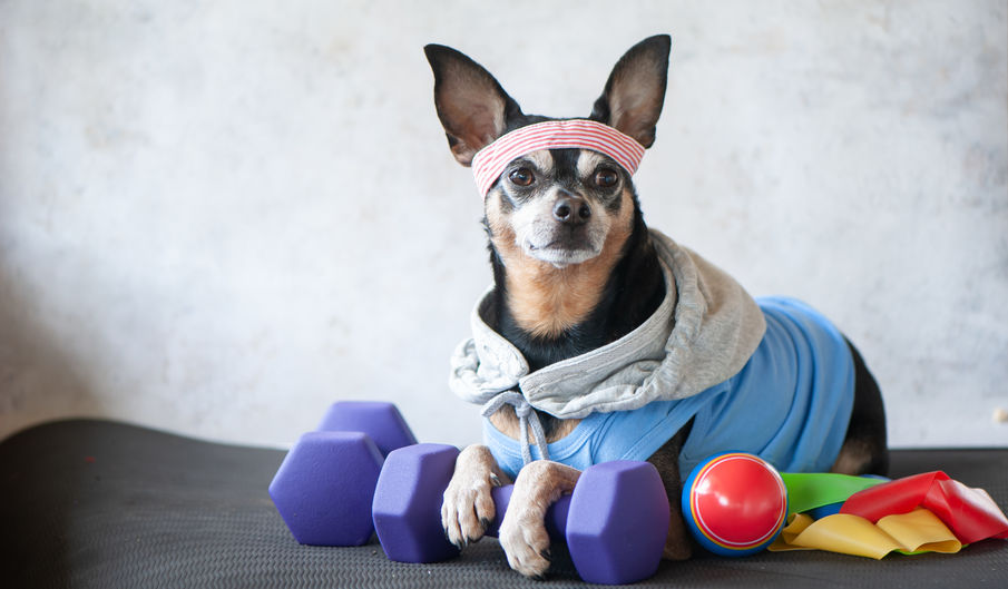 A small dog wearing a sweatband and workout shirt, laying on weights.