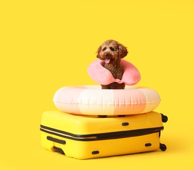 A brown toy Poodle sitting on a yellow suitcase, wearing a travel pillow and sitting on an inflatable ring, excited for their boarding stay, on a yellow background.
