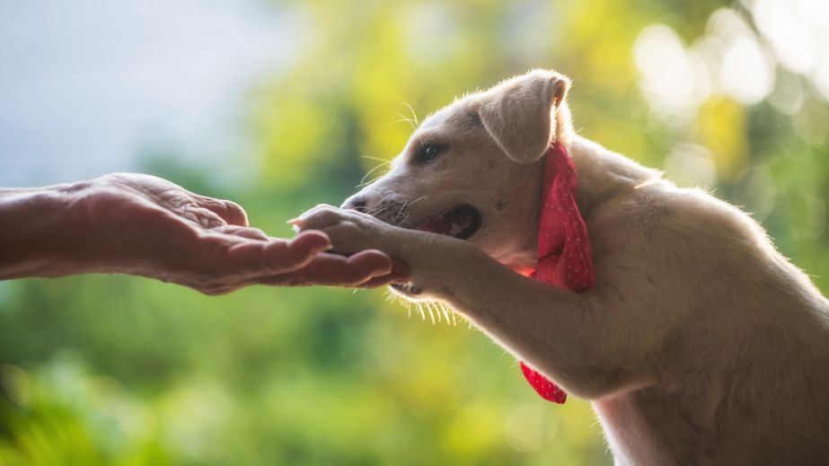 A confident yellow Labrador Retriever puppy with a bow tie giving their paw to their owner.