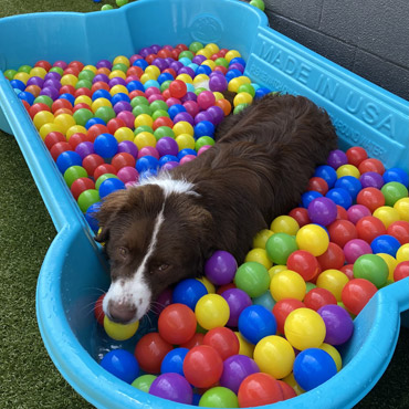 Gallery | Room For Paws Pet Resort