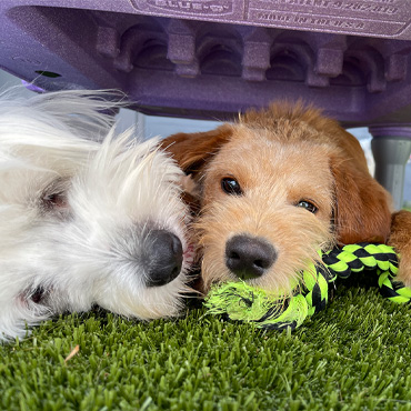 Resting pups