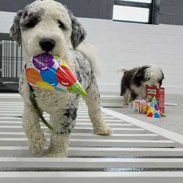 Partying pups