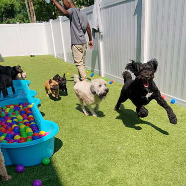 Dogs playing outside