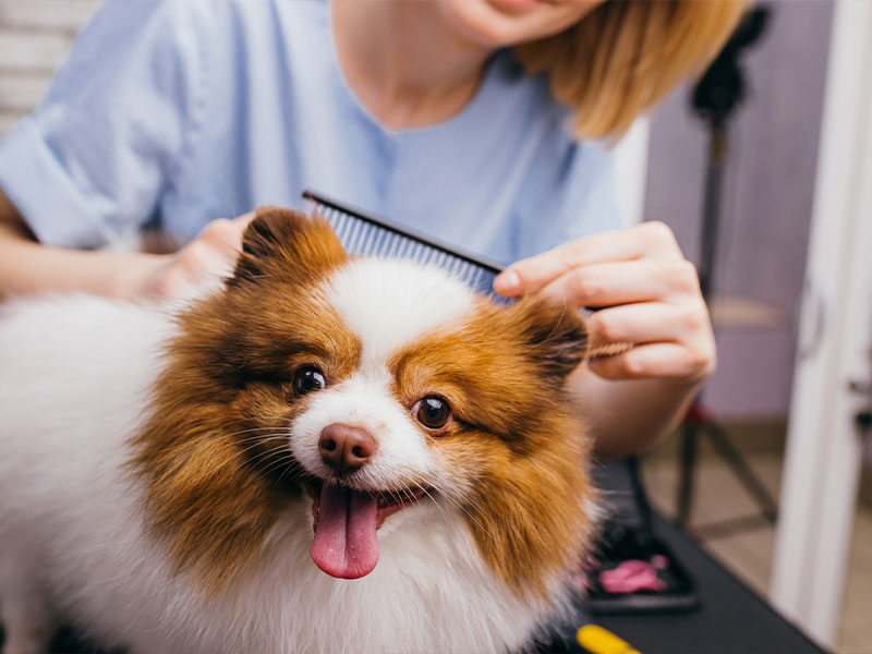 Dog Grooming Services in Stamford, CT Room for Paws Pet Resort