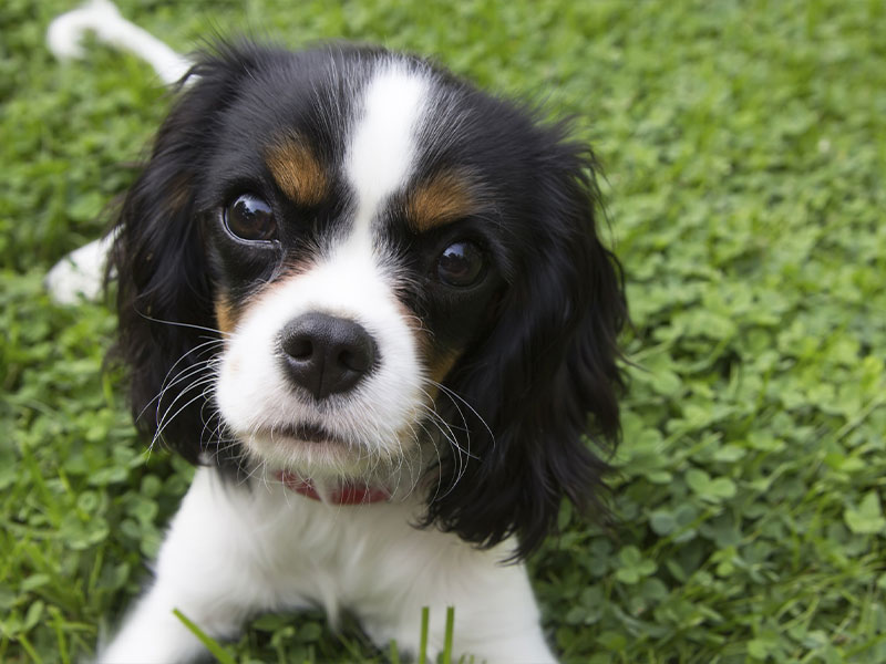 Cute puppy